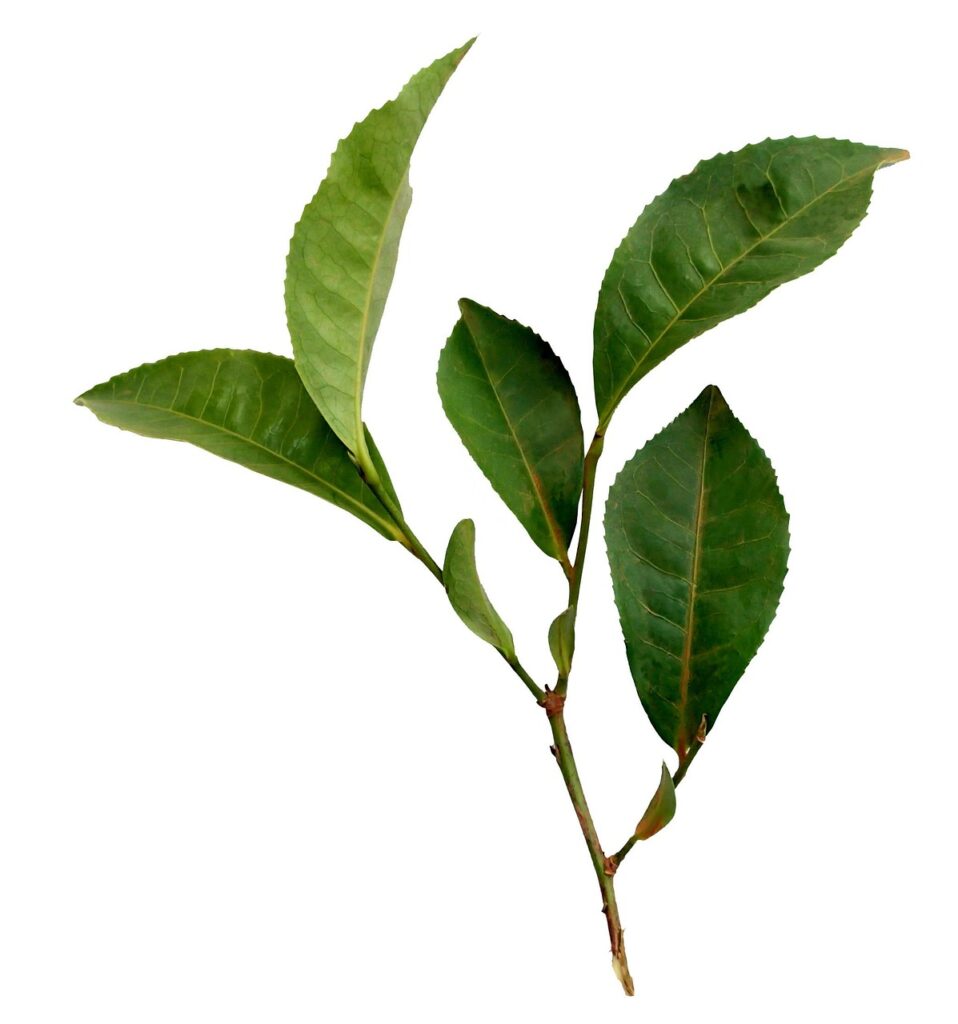 tea, leaf, plant, nature, sprig, leaves, bush tea, tea, tea, tea, tea, tea, leaf, leaf, sprig, sprig, sprig, sprig