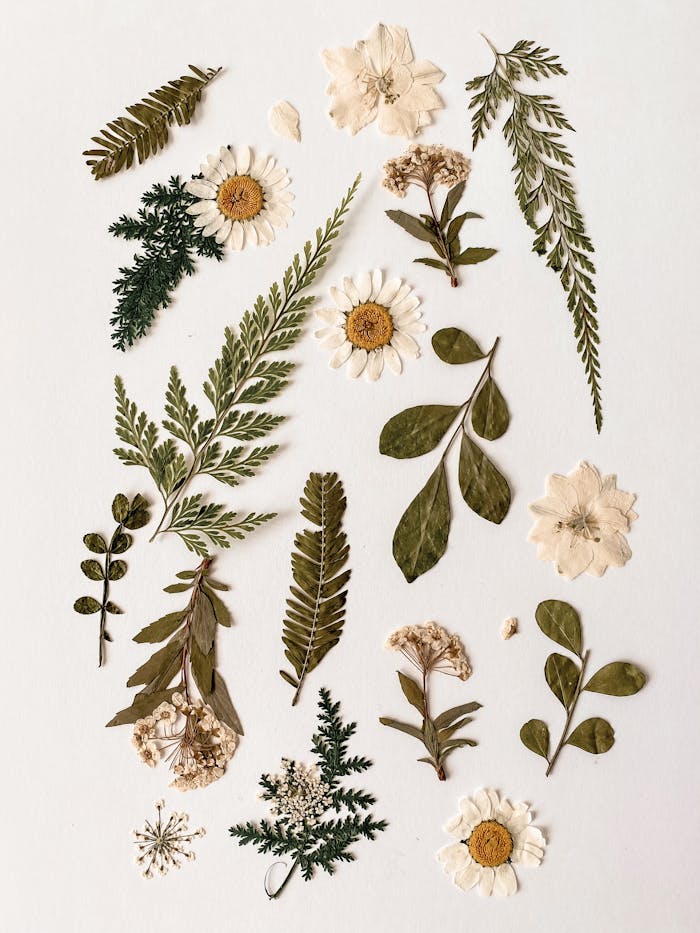 An artistic flat lay of pressed dried flowers and leaves on a white background, perfect for botanical studies.