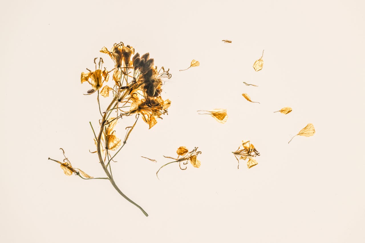 Dried flowers scattered beautifully on a white background, showcasing nature's delicate remnants.
