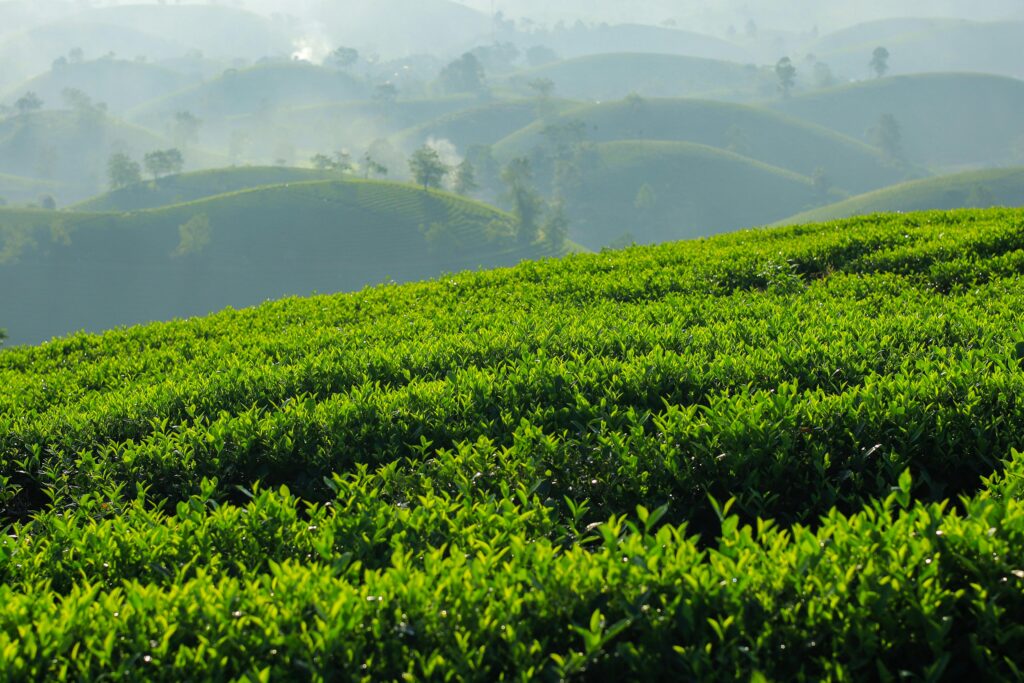 Vibrant green tea fields stretch across rolling hills in Vietnam, creating a serene landscape.
