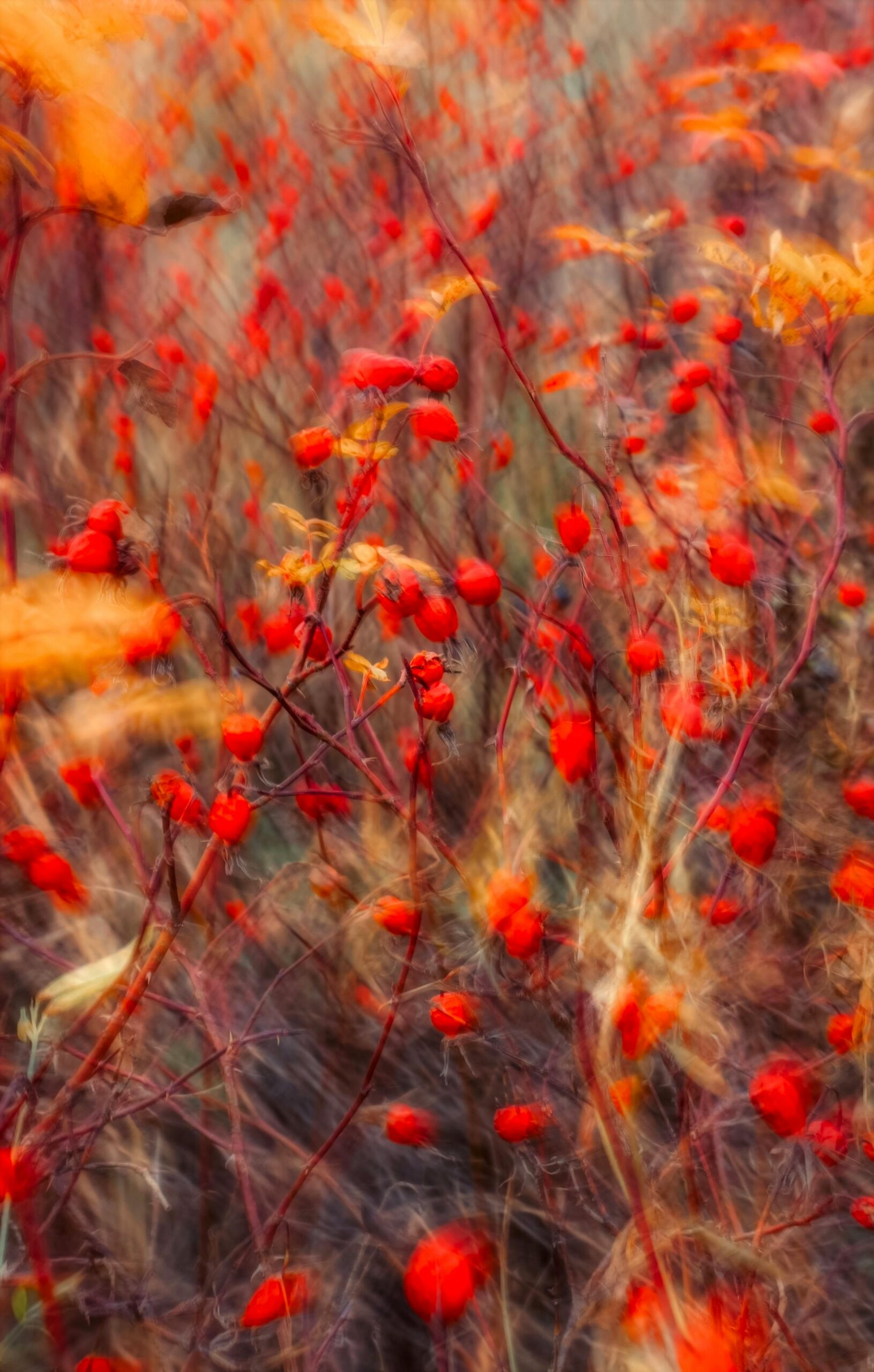 A captivating artistic photo of red rose hips in an autumn field with motion blur.